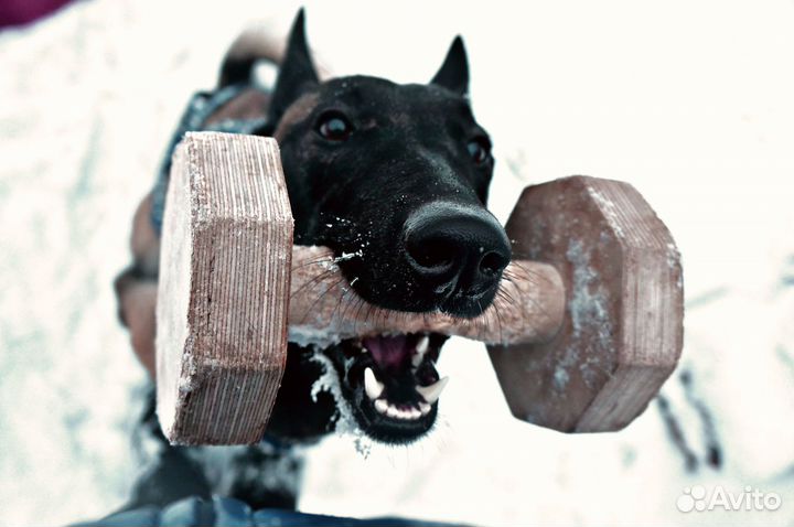 Дрессировка собак, кинолог