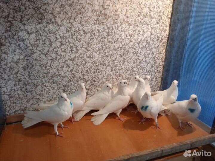 Продажа голубей