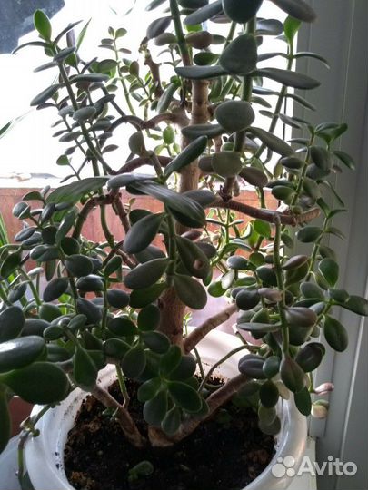 Комнатные растения