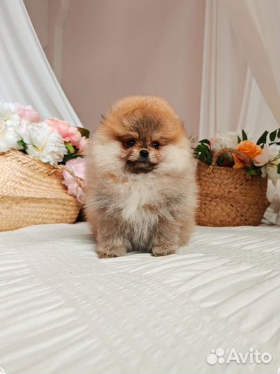 Померанский шпиц мини мальчик к 8 марта