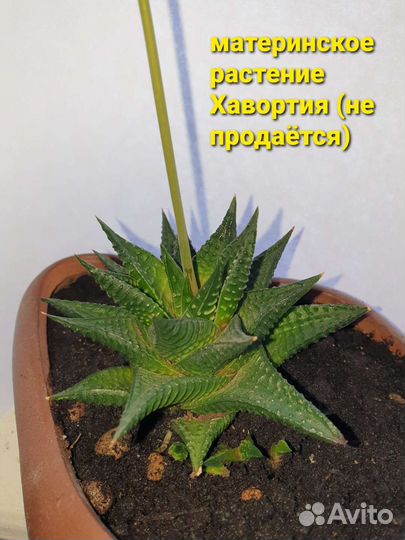 Кактусы и суккуленты