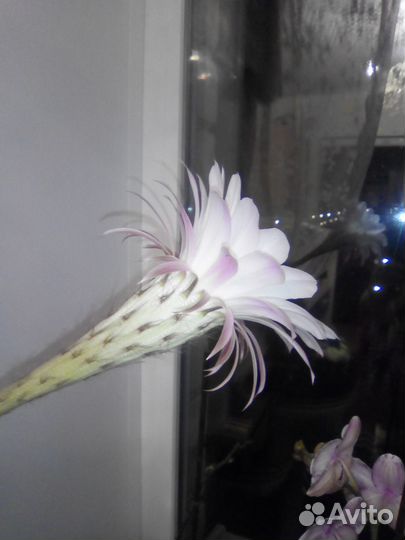 Кактусы Эхинопсис отростки, взрослые с корнями