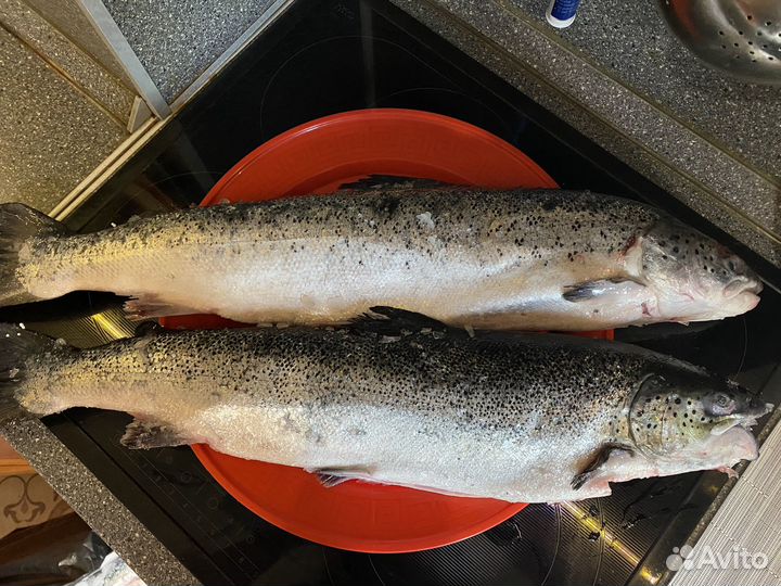 Семга свежемороженая