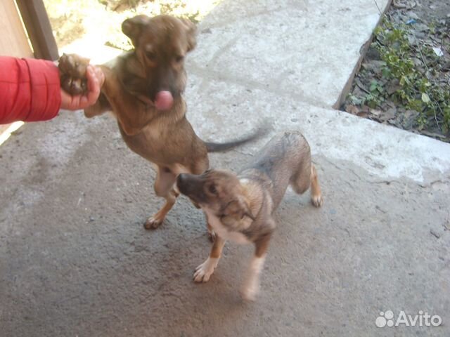 Щенки дворняжки