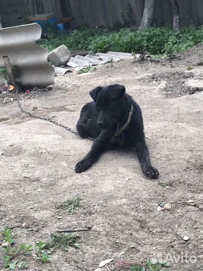 Собака в добрые руки щенок
