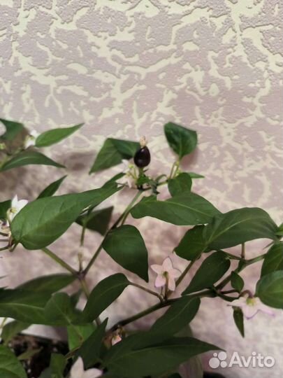 Супер острый мини перчик