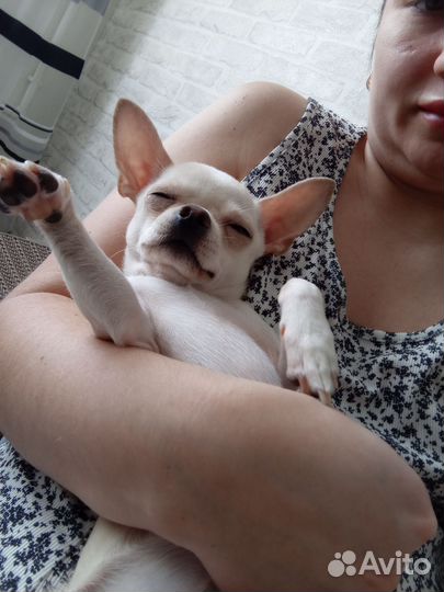 Вязка чихуахуа