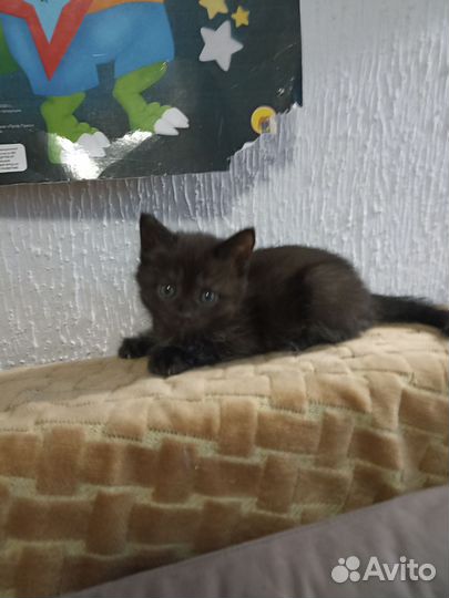 Кошка в дар бесплатно