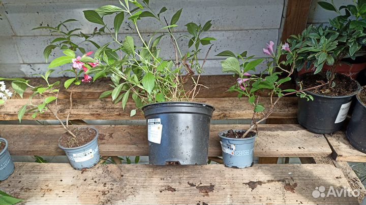 Вегейла, Дейцея