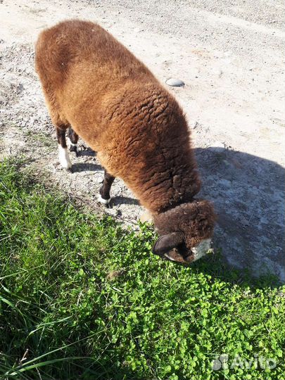 Девочки и мальчик долпер
