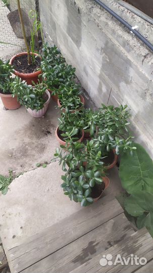 Цветок Толстянка или денежное дерево