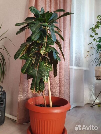 Кодиеум кротон