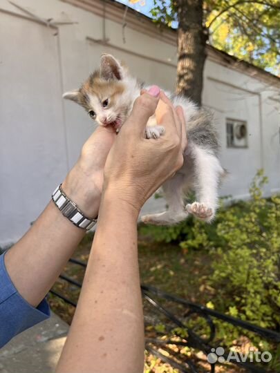 Котята в добрые руки москва
