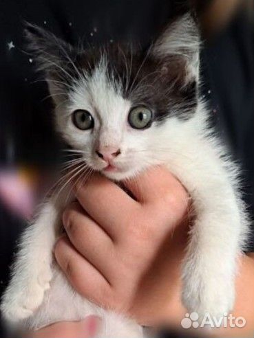 Котенок