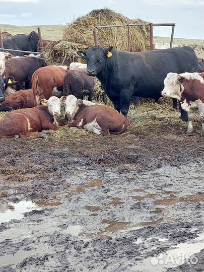 Быки абердин ангус