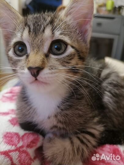 Котёнок, в добрые руки