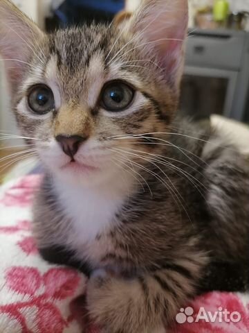 Котёнок, в добрые руки