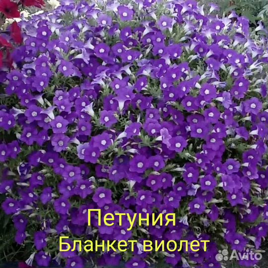 Петуния вегетативная