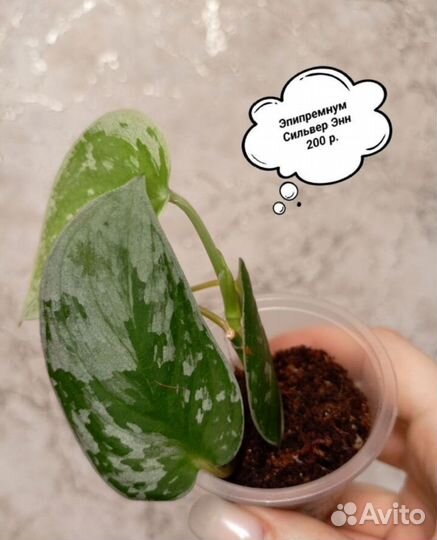 Эпипремнумы