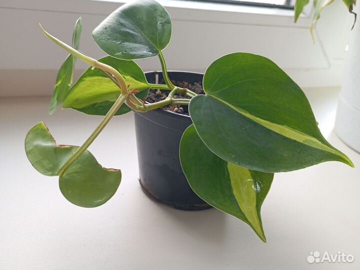 Филодендрон бразил