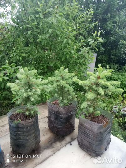 Ель Энгельмана (лат. Picea engelmannii)