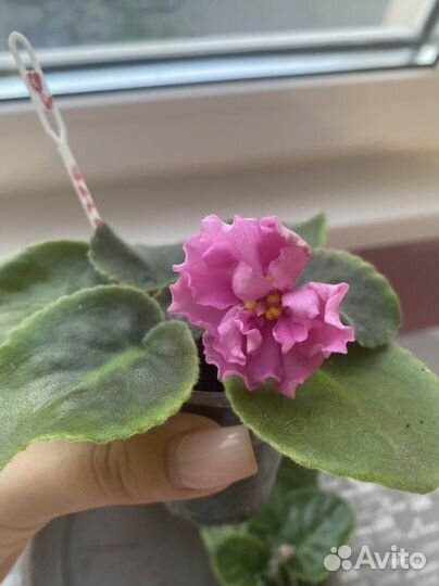 Фиалка, цветущие детки