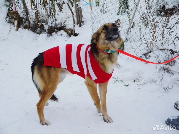 Сотварите новогоднее чудо-заберите меня из приюта