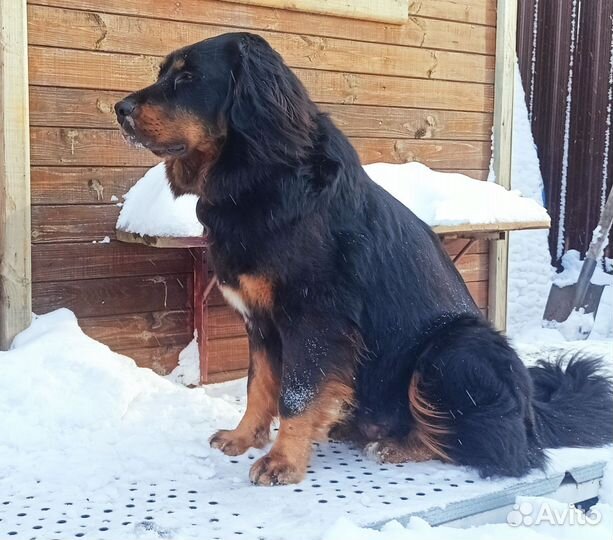 Щенок Монгол Банхара