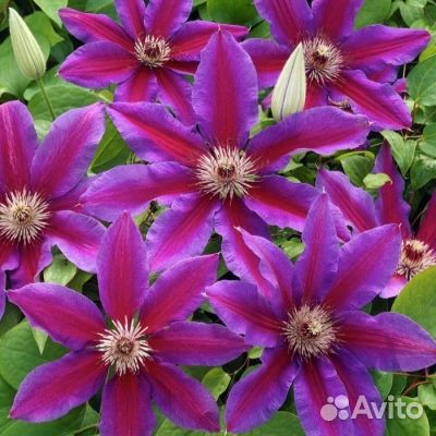Акаиши. Клематис 2 группа