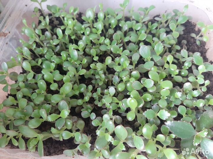 Каланхоэ живородящее