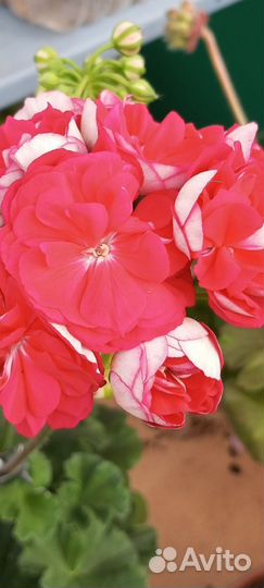 Пеларгония