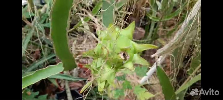 Тропическое растение Питахайя