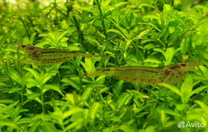 Креветки амано розница и оптом, доставка