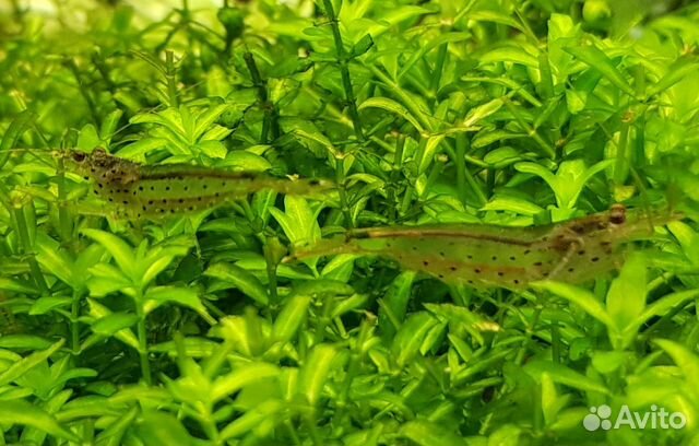 Креветки амано розница и оптом, доставка