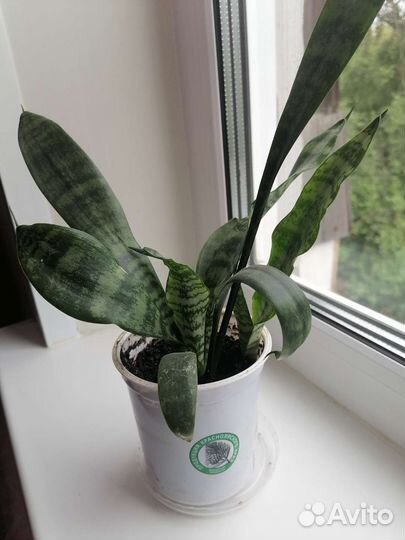 Сансевиерия