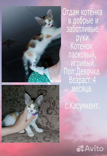 Котята в добрые руки
