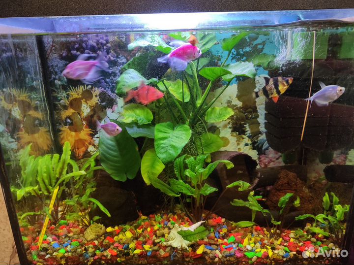 Аквариум с рыбками