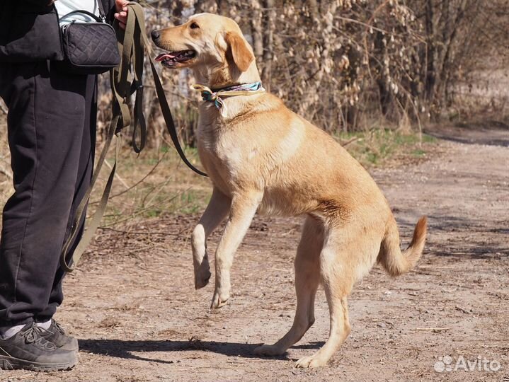 Собака Ляля