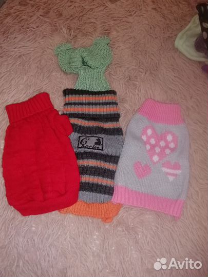 Одежда для животных