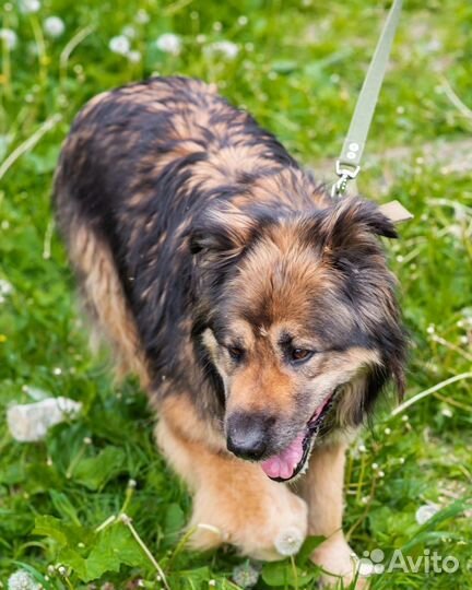 Собака в добрые руки отдам бесплатно