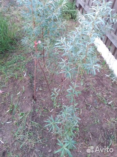 Облепиха саженцы