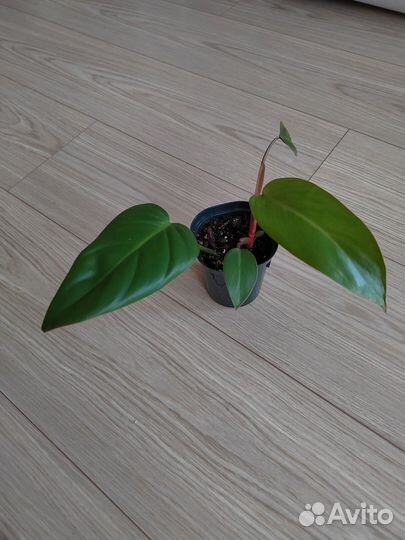 Филодендрон краснеющий