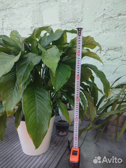 Спатифиллум