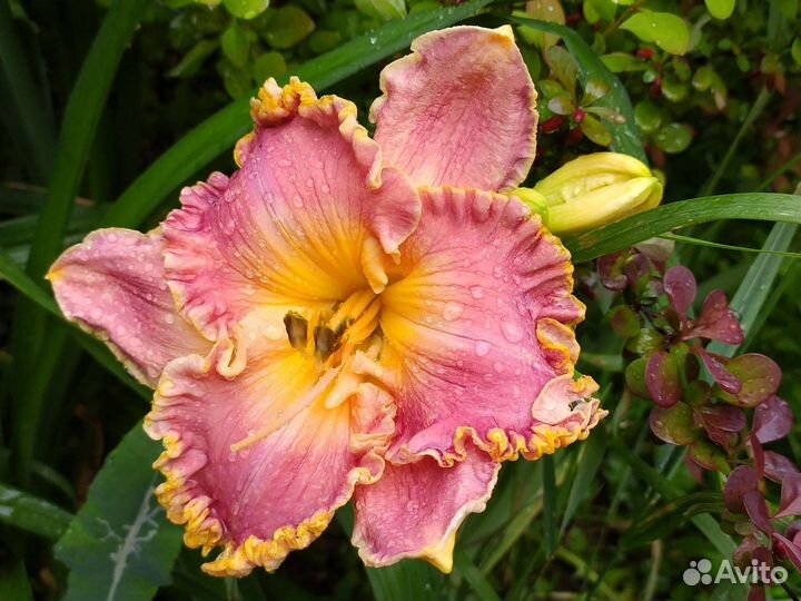 Лилейники сортовые