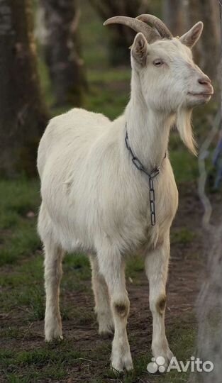 Продам козье молоко