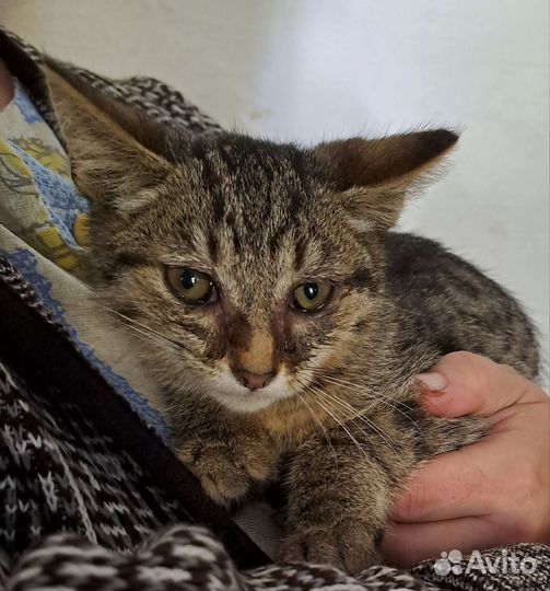 Котята в хорошие руки