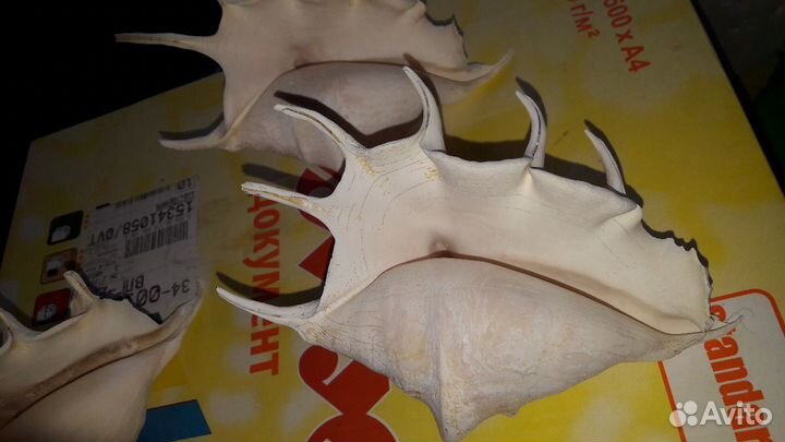 Ракушки 2шт