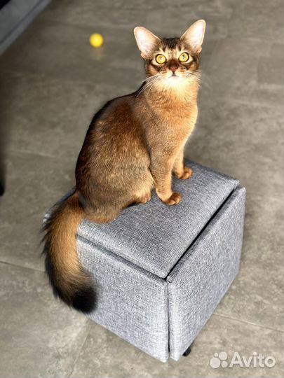Сомалийская кошка