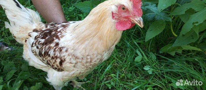 Петухи домашние