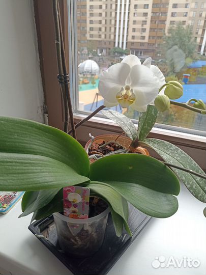 Орхидея фаленопсис цветущая